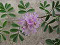 Indigovník Indigofera microcarpa