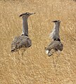 near Lake Natron, Ngorongoro, Tanzania