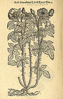 Illustration botanique de la Rose de Damas, gravure en noir et blanc