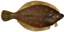 An image of the brown oval-shaped upperside of the yellowtail flounder