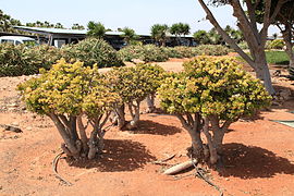 Puerto del Rosario - airport - Crassula ovata 02 ies.jpg