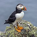 5 Puffin (Fratercula arctica) uploaded by Charlesjsharp, nominated by Charlesjsharp,  21,  0,  0