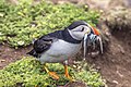 6 Puffin (Fratercula arctica) with lesser sand eels (Ammodytes tobianus) uploaded by Charlesjsharp, nominated by Charlesjsharp,  18,  0,  0