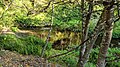 San Mateo Creek (San Francisco Bay Area)