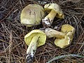 Tricholoma equestre