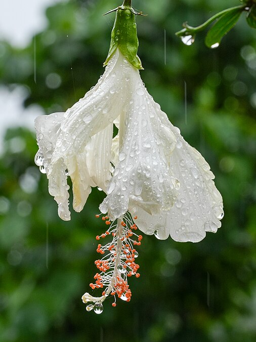 圖為西南季候風降雨下的白木槿花（Hibiscus sp.），攝於南印度卡納塔克邦多山的果達古縣的一個咖啡種植園。