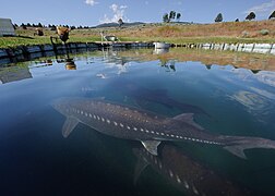 Esturgeon blanc ou Américain - Acipenser Transmontanus