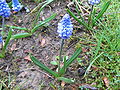 Muscari azureum