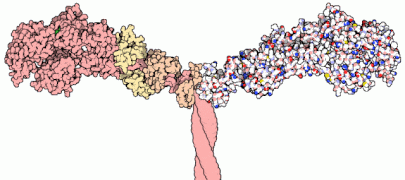 Myosine.gif