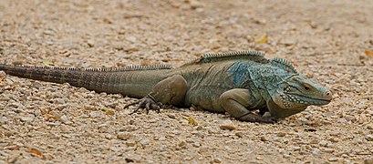 Iguane Cyclura lewisi (Iguania)