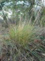 Fenàs de marge al mes de febrer, a la Serra de les Torretes, Martorell (Baix Llobregat). Observeu que la planta conserva les espigues seques de l'any anterior