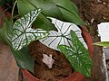 Caladium com folha branca e veias verdes. Nome popular Caladium White Christmas. Observação: Como revela a própria fotografia, de um mesmo bulbo, dependendo da sua fase de idade ao emergirem, surgem folhas totalmente brancas com os veios verdes(centro e por baixo), mistas de branco e verde (à esquerda e por cima) e verdes com algumas raias de fundo brancas (à direita e por cima.