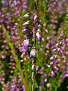 Kanarbik (Calluna vulgaris)