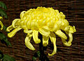 Chrysanthemum flowers, which contain pyrethrin