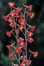 <center>Delphinium cardinale</center>