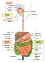 Thumbnail for File:Digestive system diagram en.svg