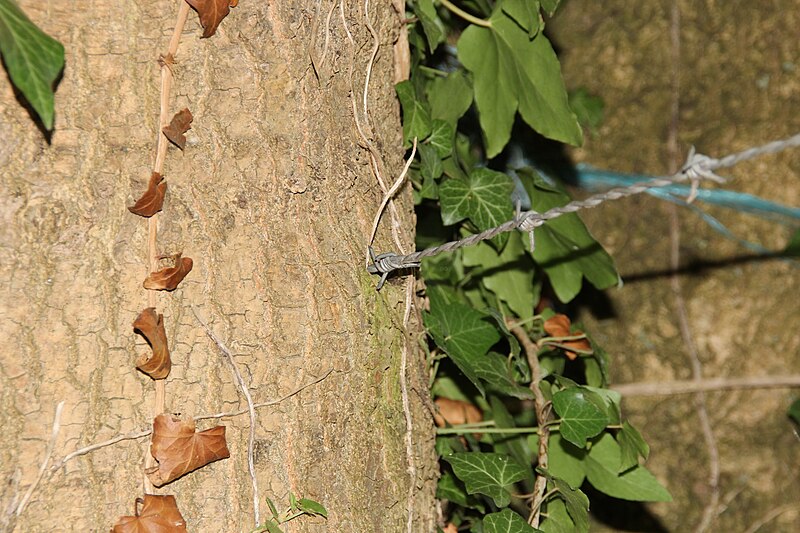 File:Fil de fer barbelé absorbé par un arbre 1.jpg