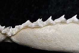 Lower teeth