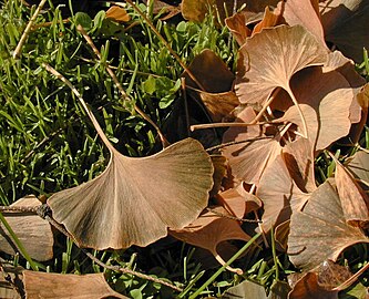 Hojas caidas de Ginkgo biloba