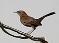 Female; Parli, Maharashtra, India