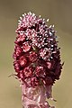 16 Petasites hybridus inflorescence - Keila uploaded by Iifar, nominated by Iifar,  19,  0,  0