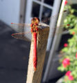 Sympetrum vulgatum M