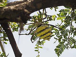 Argiope australis