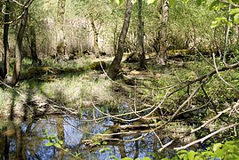 Bois de Munchhausen