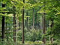 Image 13Even, dense old-growth stand of beech trees (Fagus sylvatica) prepared to be regenerated by their saplings in the understory, in the Brussels part of the Sonian Forest. (from Forest)