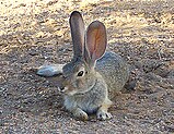 Desert cottontail