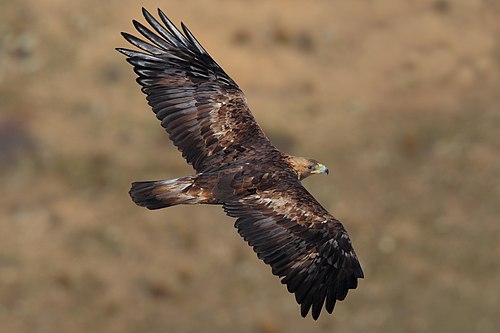 Golden Eagle (Aquila chrysaetos) - La Cañada, Ávila, Spain