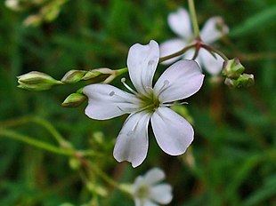 <center>Gypsophila repens<br></center>