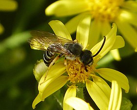 Abelha da espécie Halictus, mais comum no Hemisfério Norte