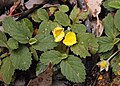 Hibbertia grossulariifolia.