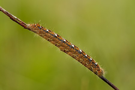 Phyllodesma ilicifolia (Small Lappet Moth), caterpillar