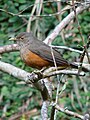 Sabiá-laranjeira (Turdus rufiventris)