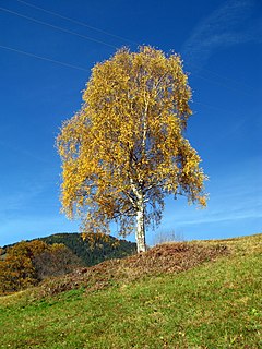 Arukask (Betula pendula)