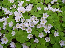 Oxalis acetosella-1.jpg