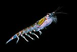 Antarktischer Krill (Euphausia superba)