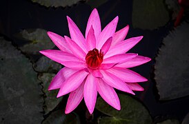 Blue lotus (Nymphaea sp).jpg