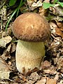 Boletus aestivalis sin. reticulatus