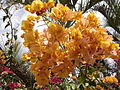 Bougainvillée de la Réunion.