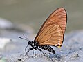 49 Close wing position mud-puddling and peeing activity of Papilio slateri (Hewitson,1859) – Blue-striped Mime (Male) uploaded by Atanu Bose Photography, nominated by Bodhisattwa,  11,  1,  0