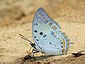 "Close_wing_posture_sucking_of_fluid_from_dead_fly_by_Charaxes_delphis_(Doubleday,_1843)_-_Jewelled_Nawab.jpg" by User:Atanu Bose Photography