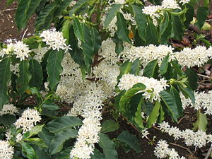 Kofe (Coffea arabica)