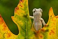 Un bébé caméléon commnun en Turquie.