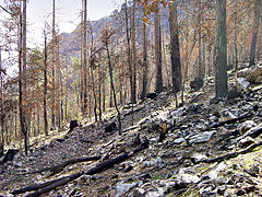 La forêt de Melaja après l'incendie de 2003.