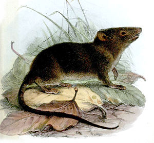 Caenolestes fuliginosus