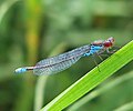 Kleines Granatauge (Erythromma viridulum) / Männchen