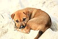 Image 1A little mongrel puppy on the shore, on Halong Bay (from Puppy)